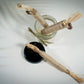 Top view of the silvervine and catmint toy sticks for cats.
