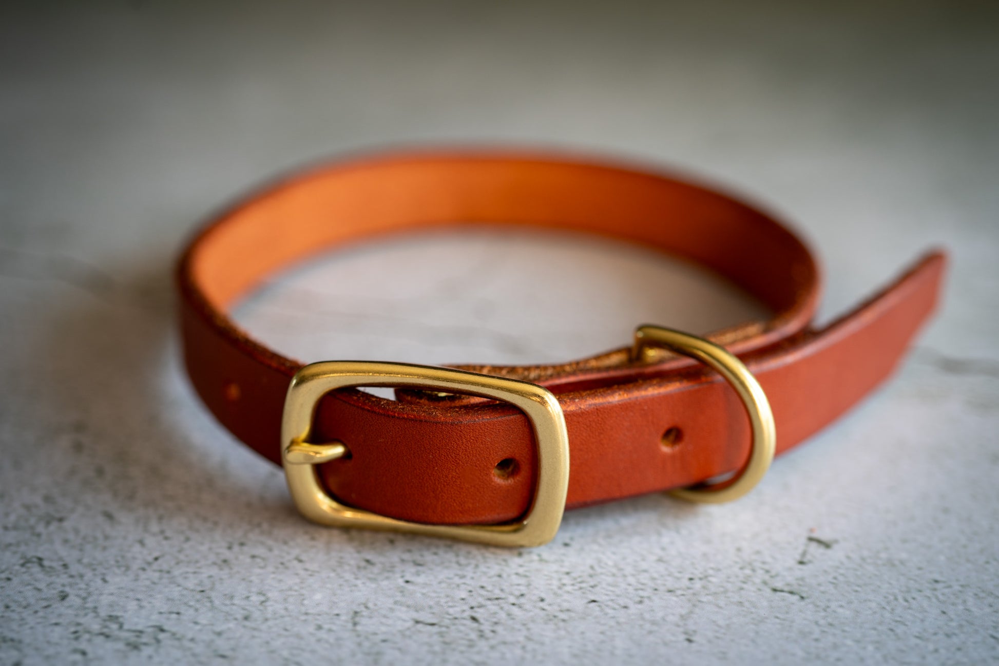 View of the brown premium leather dog collar 3/4 inch with brass buckle. | Vue du collier pour chien en cuir marron 3/4 pouce avec boucle en laiton.