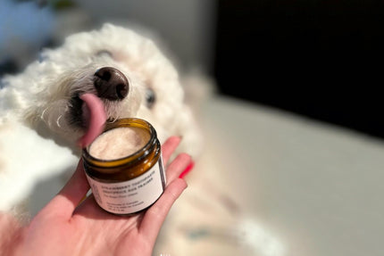 Une personne tenant un petit pot de dentifrice pour chien à la noix de coco à côté d'un chien blanc à l'extérieur.